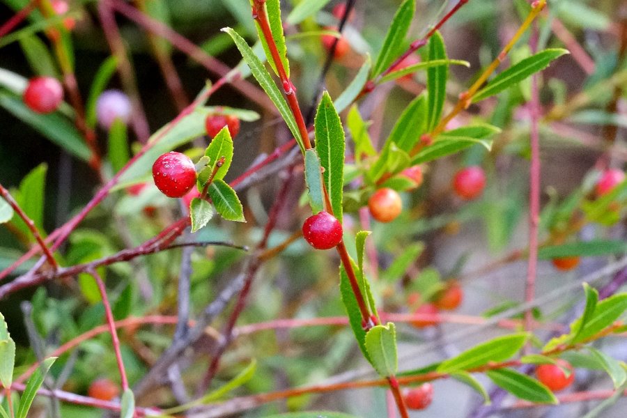 Salix purpurea con galle di Pontania viminalis
